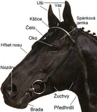 Profil hlavy
